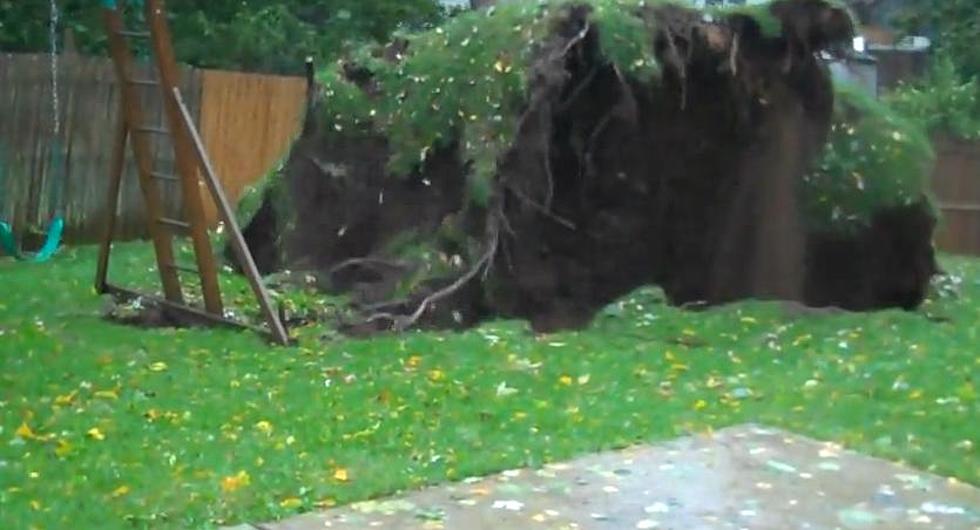 Watch Hurricane Sandy Rip Tree Out Of Yard[VIDEO]