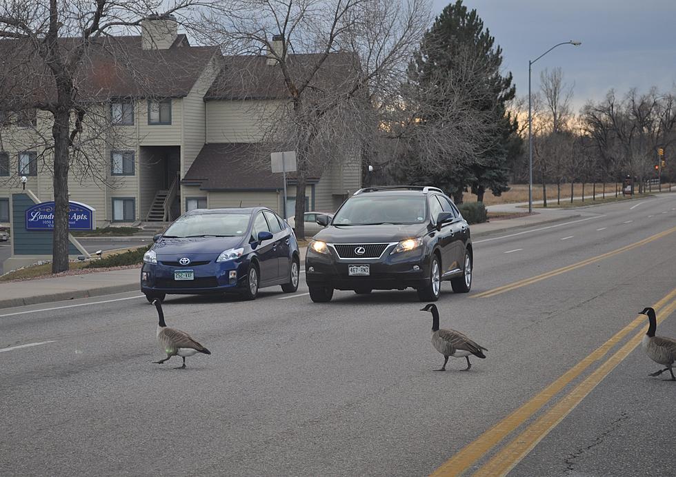 Geese in Fort Collins – Love Them or Hate Them? [POLL]