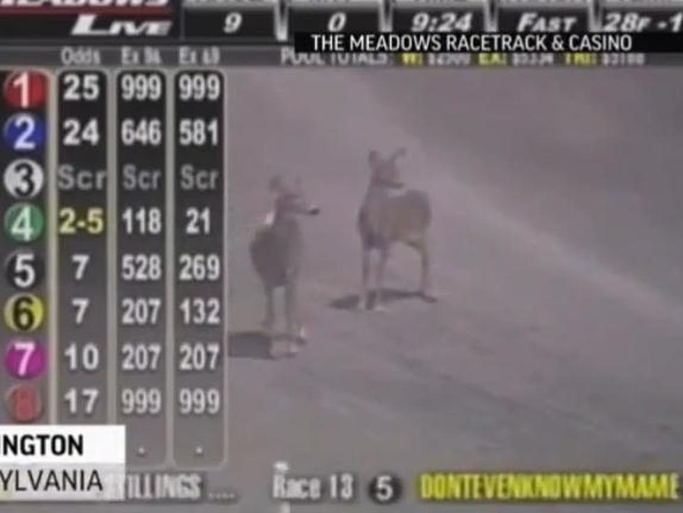 Watch Deer Interupt Horse Race [VIDEO]