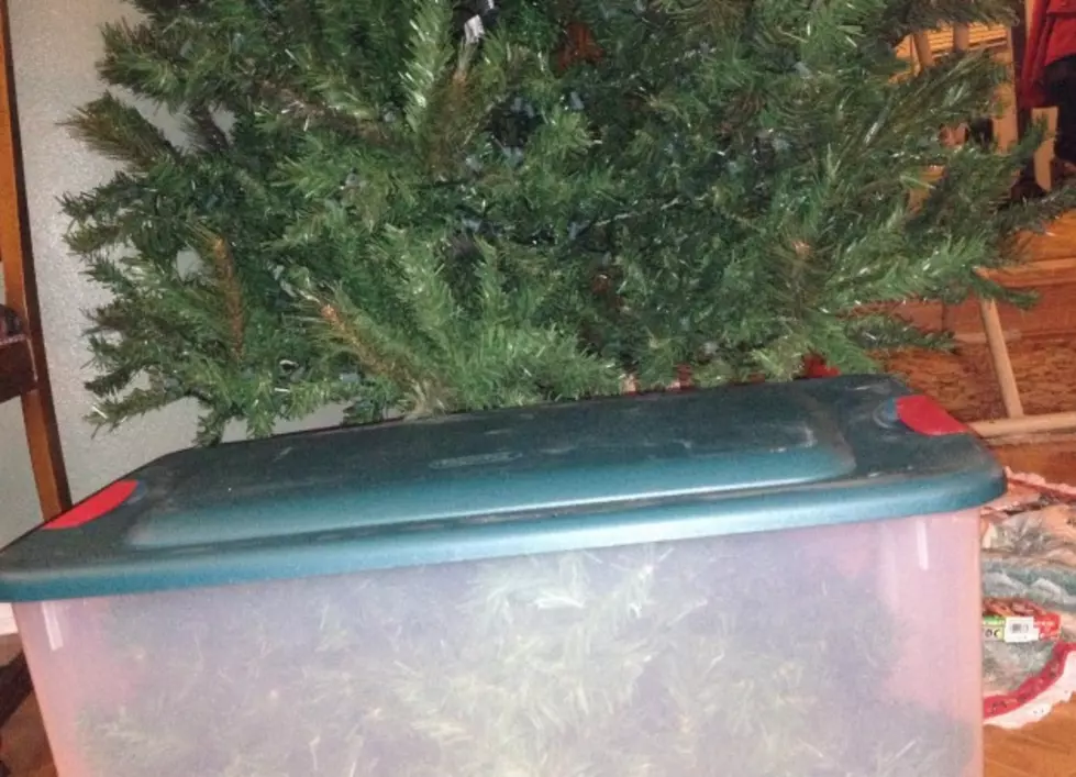 Finally&#8230;We Took Our Christmas Tree Down! Have You? [POLL]