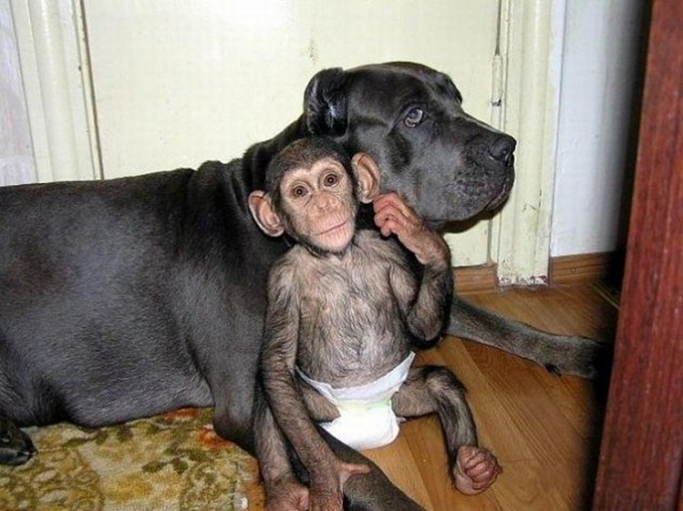Baby Chimp Raised By Dog  [PICTURES]