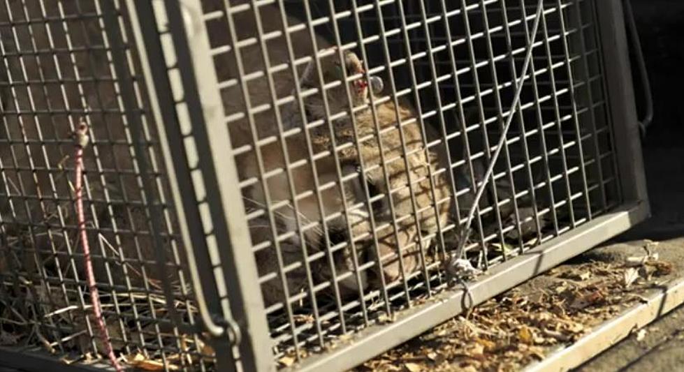 Mountain Lion Captured in Lyons [VIDEO]