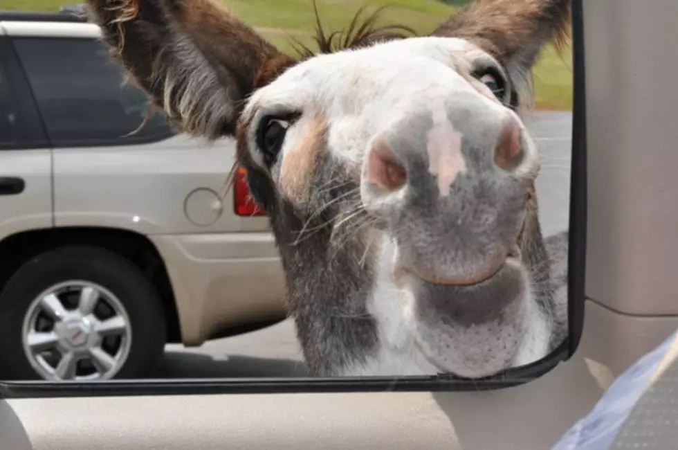 Donkeys Sticking Their Heads Inside My Truck At Custer State Park in South Dakota [PICTURES]