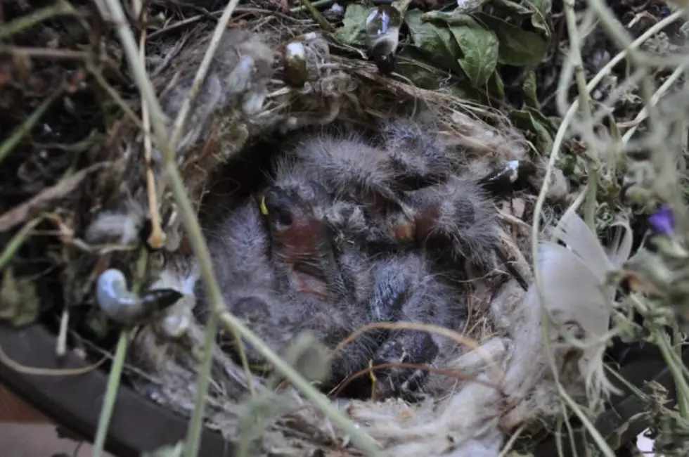 The Eggs in Todd&#8217;s Hanging Basket Have Hatched [PICTURES]