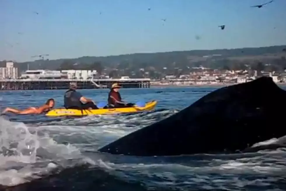 Mind Blowing Video Of Swimmer Nearly Swallowed By Whale [VIDEO]