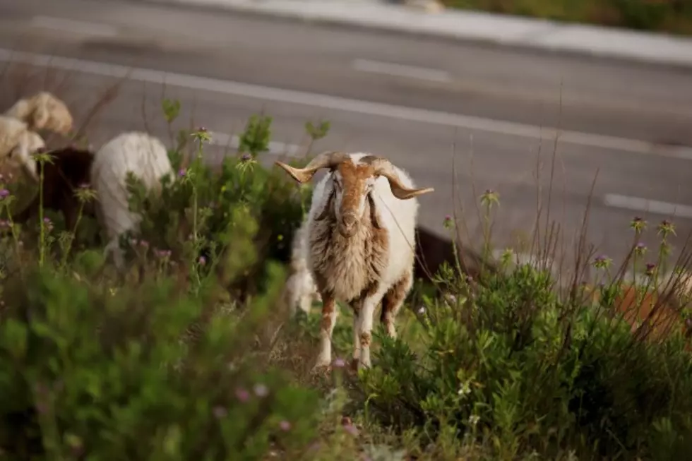 Why Would One Of The Countries Largest Airports Hire 400 Goats?