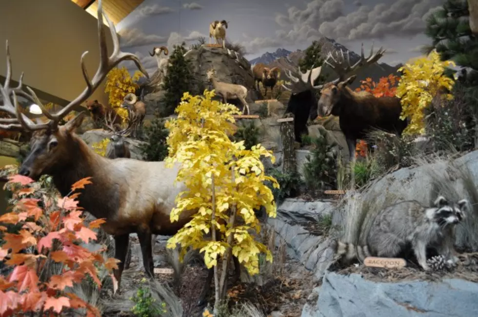 A Look Inside The New Cabela&#8217;s in Thornton, Colorado [PICTURES]