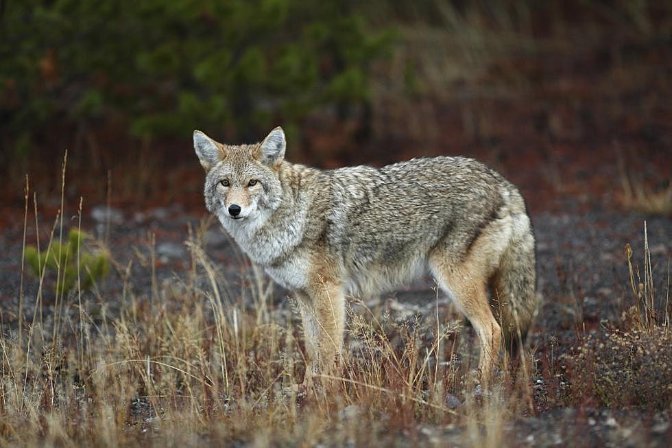 Pack of Coyotes Attack a Man on his Way to Work