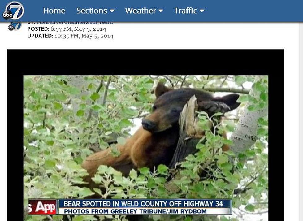 Bear Spotted in a Tree in Weld County &#8230;and Asked to Leave [VIDEO]