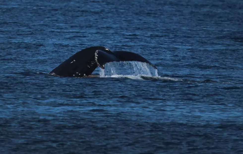 Watch Man Nearly Get Swallowed By A Whale And Attacked By Shark [VIDEO]
