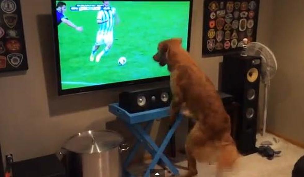 Adorable Dog Loves Watching The World Cup [VIDEO]