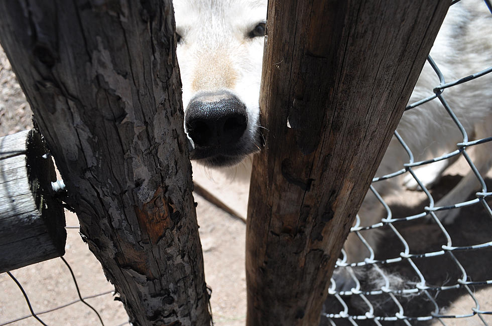 Good Morning Guys To Host Waltz For The Wolves on Saturday – Pictures From the Sanctuary