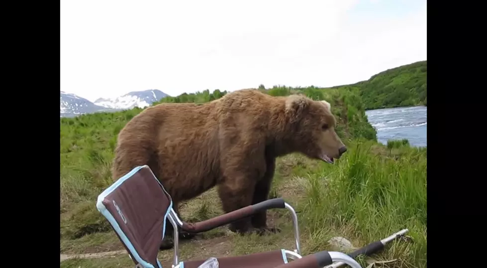 Photographer Gets a Once in a Lifetime Encounter With a Grizzly Bear [VIDEO]