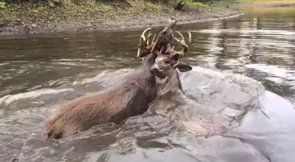Men Save Deer From Drowning After Locking Horns with Another Buck [VIDEO]