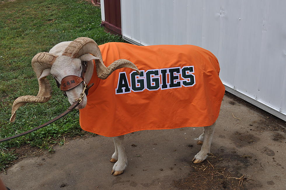 CSU Mascot CAM The Ram Tries on His New Aggies Jacket [PICTURES/VIDEO]