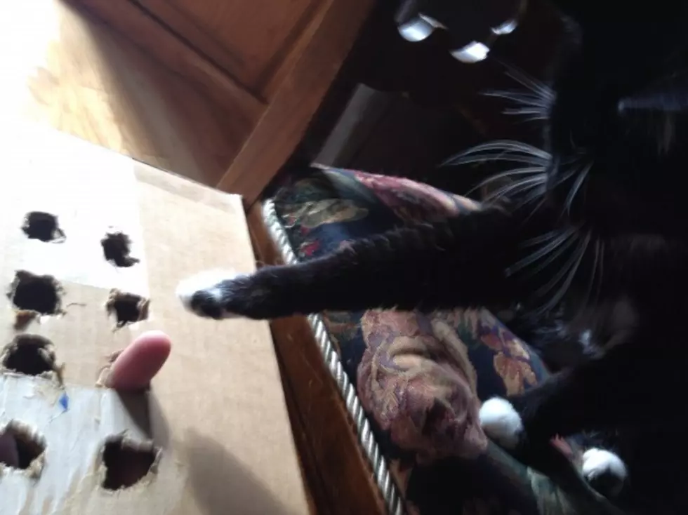 Kitty Whack-a-Finger Just Like Whack-a-Mole for Cats [VIDEO]