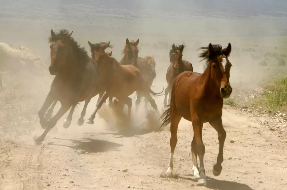 A Massive Wild Horse Roundup In Colorado Is Happening