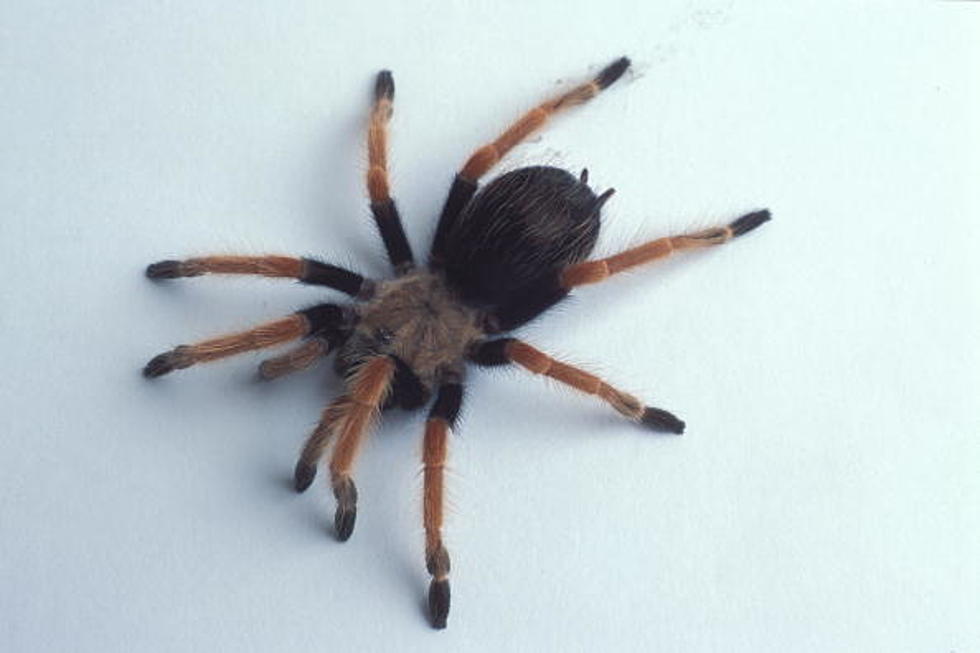 Man Opens Package Marked 'Returned To Sender,' Tarantula Crawls Out
