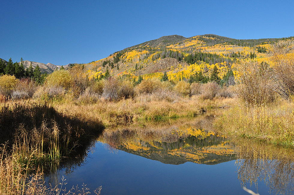 Aspen Leaves are Changing in the Poudre Canyon West of Fort Collins [PICTURES]