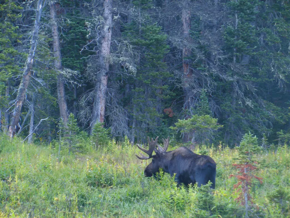 How Avoid Getting Stomped by a Colorado Moose [VIDEO]