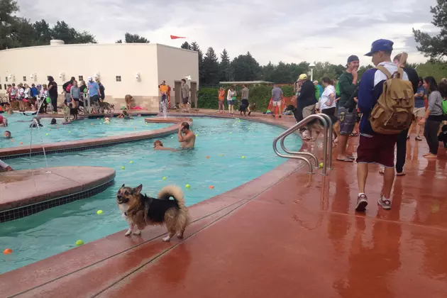 Your Pups Can Play in the Pool at These Two August Events