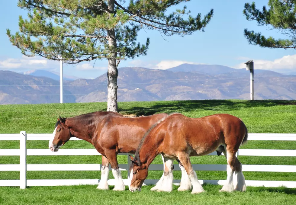 Budweiser Clydesdales Returning to Fort Collins Brewery This Month