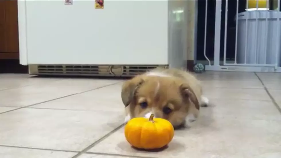 Corgi Puppy Tells Mini-Pumpkin Who's Boss [VIDEO]