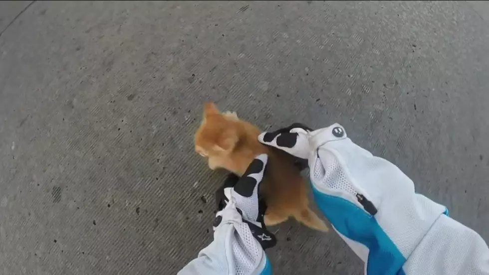 Motorcyclist Stops Traffic To Rescue A Kitten [VIDEO]