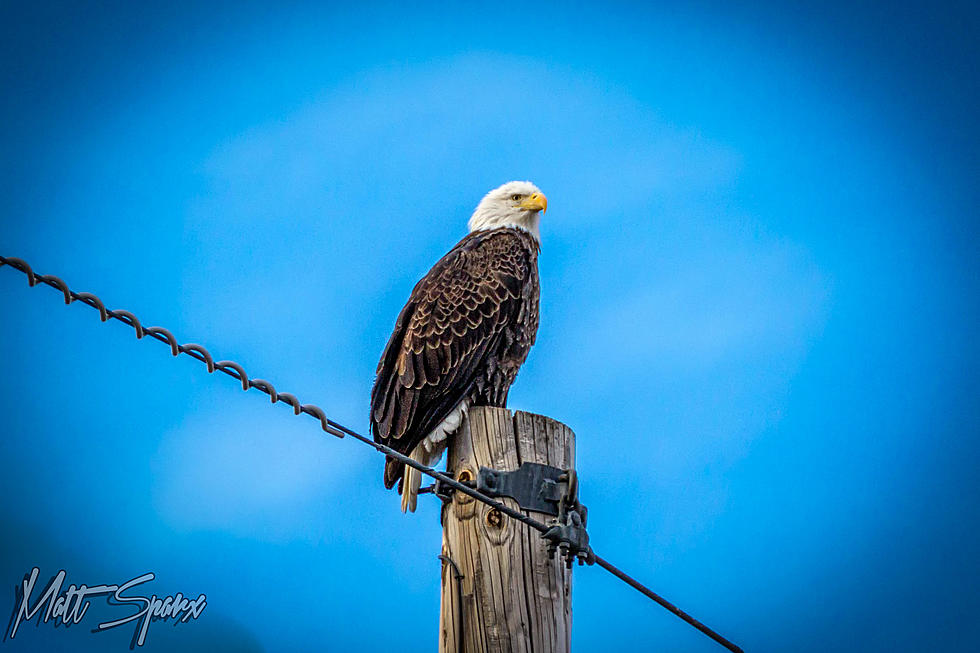 More Than 100 Bald Eagles Spotted at Colorado Lake