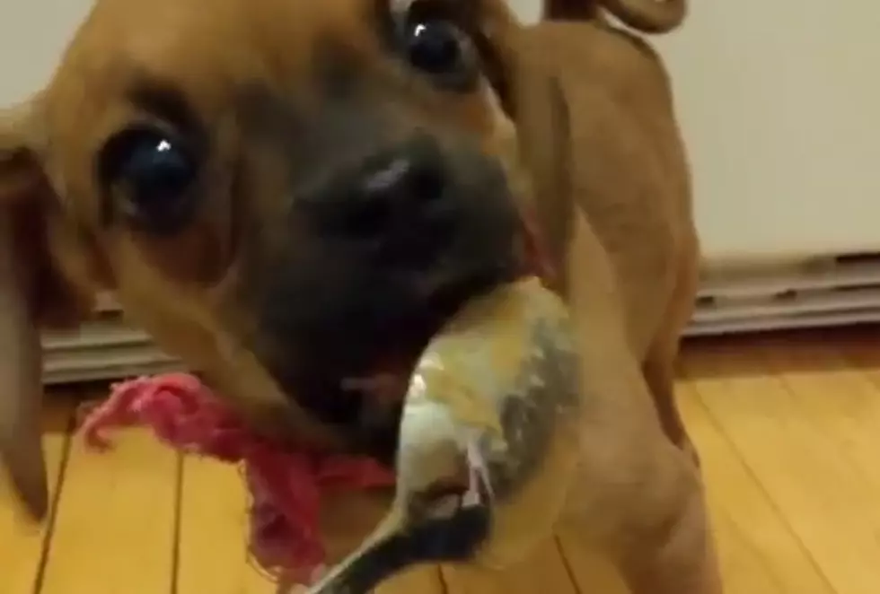 Puppy’s First Peanut Butter Treat – Your Daily Dose of Happiness [VIDEO]