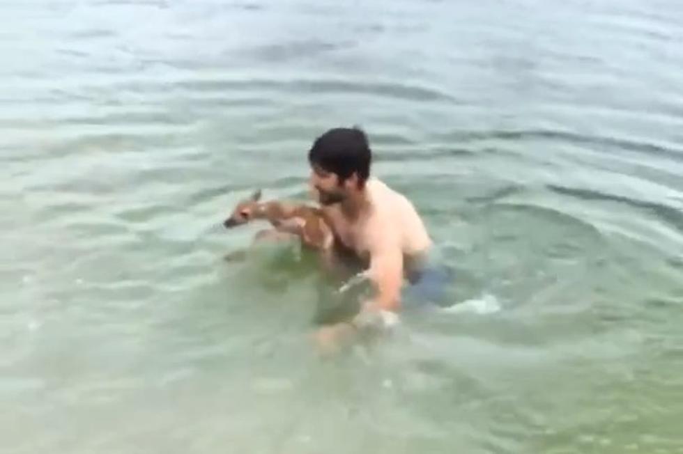 Shirtless Scientist Rescues Adorable Baby Deer from Fracking Pond [VIDEO]