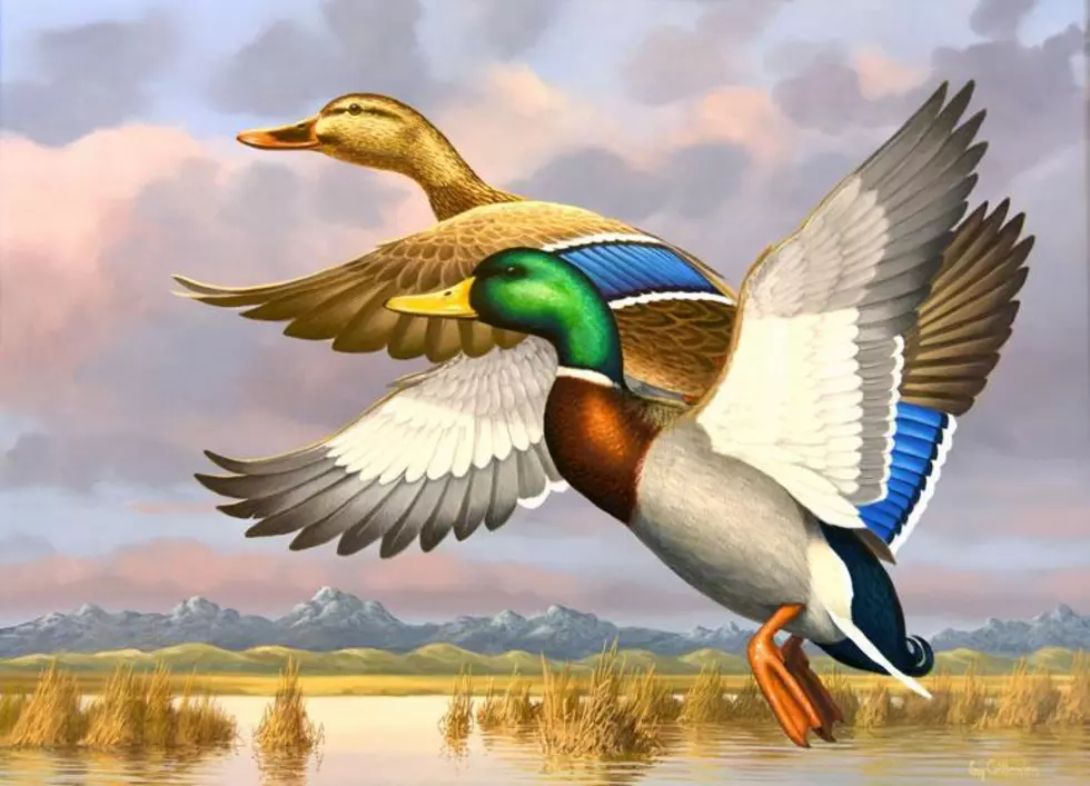 Winner of  2016 Waterfowl Stamp Art Competition Revealed