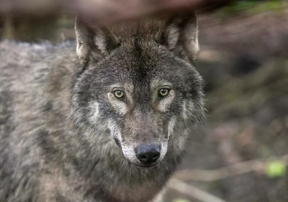 Rare Wolf Spotted in Colorado
