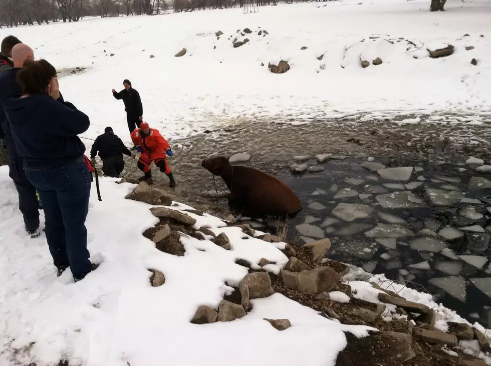 Greeley Fire Department Rescues Cow From Frozen Creek