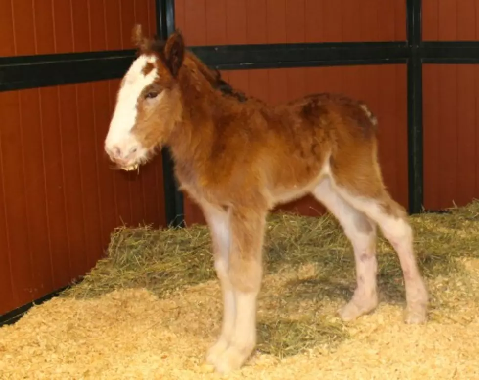 Budweiser Welcomes New Baby Clydesdale [PHOTOS]