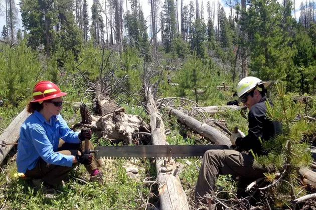 Firewood Permits Available South of Red Feather Lakes