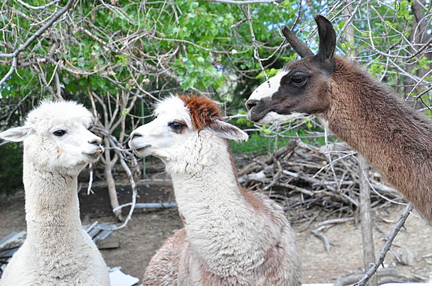 What is the Difference Between a Llama and an Alpaca? [PICTURES]