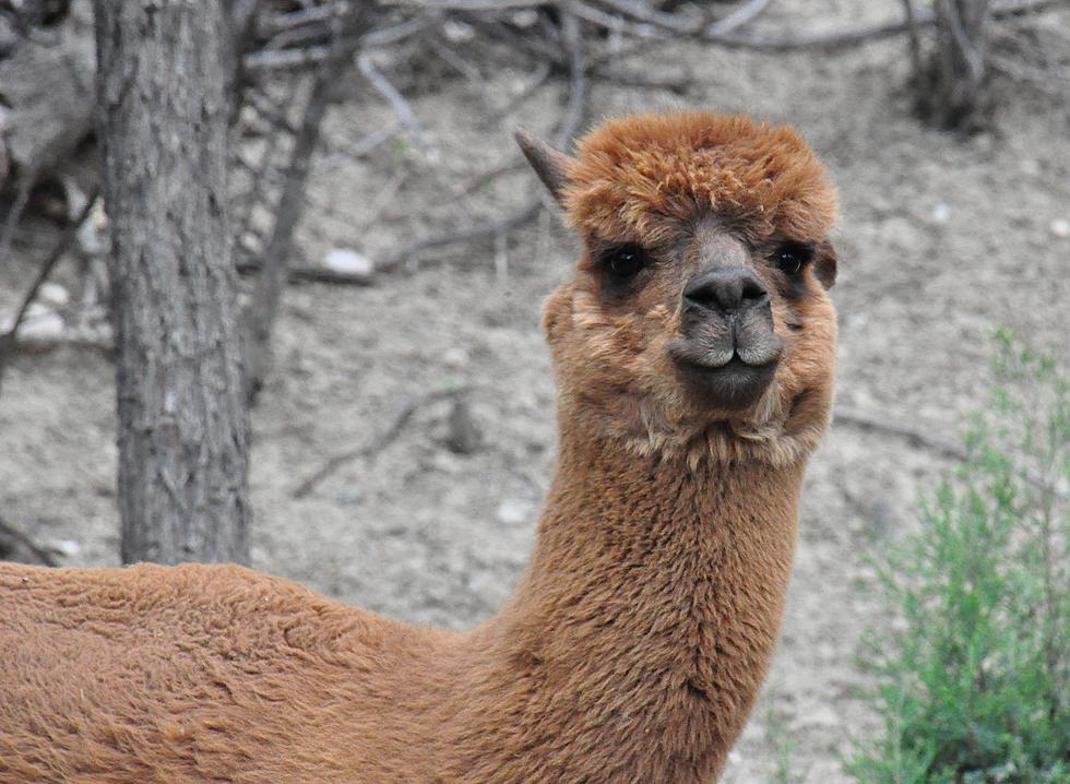 The Alpaca Show is Coming Back to Colorado