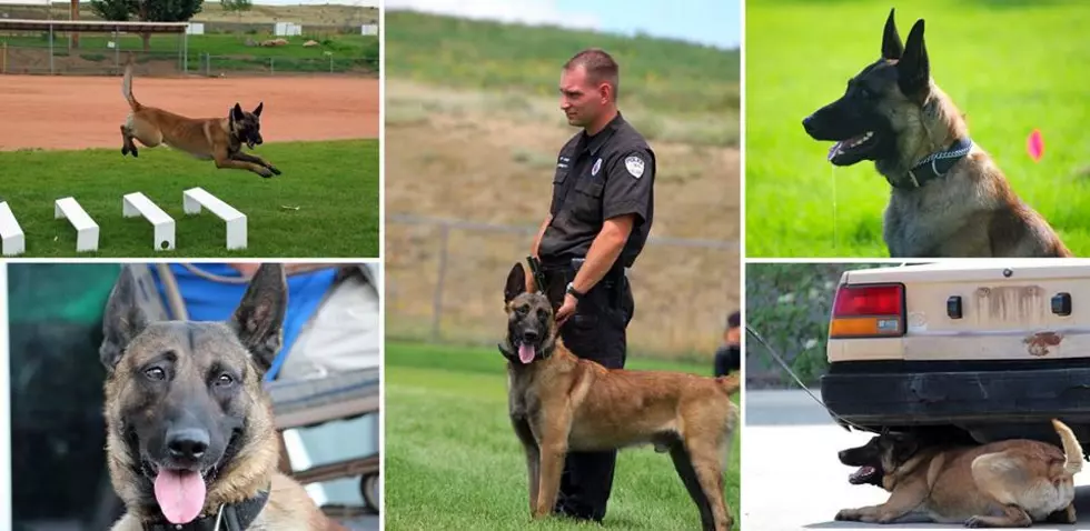 Fort Collins Police Dog Retires After 6 Years of Service