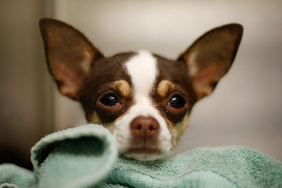 Low-Cost Spay/Neuter for Northern Colorado Chihuahuas