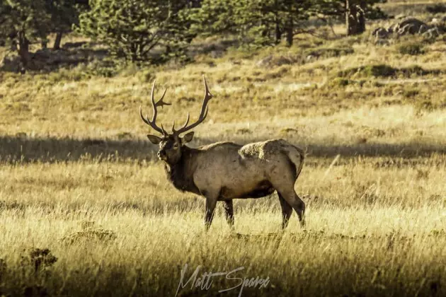 Estes Park Elk Attacks Caught on Video
