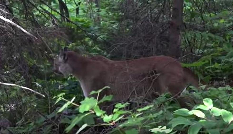 Three Mountain Lions Walk Through Yard in Steamboat Springs [VIDEO]