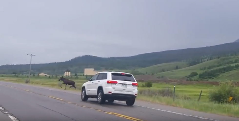 Caught On Video: Moose Struck By Car Near Silverthorne