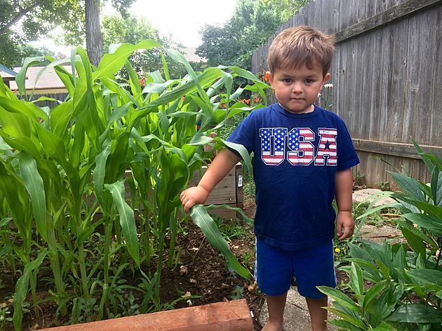 We Checked This Weekend and Our Corn is Knee High By the 4th of July?