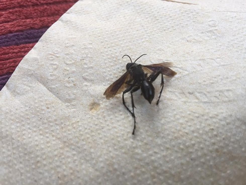 I Was the Attpemted Attack Victim of a Kamikaze Wasp