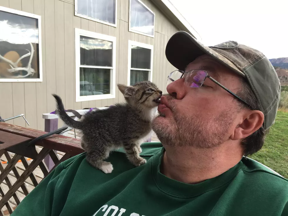 Do You Think It is Normal to Kiss Your Animals? [POLL]