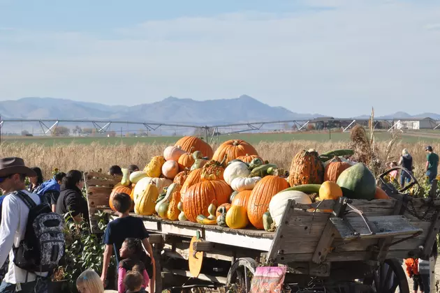 The Bartels Farm &#8211; Best Place to Get Pumpkins in Fort Collins [PICTURES]