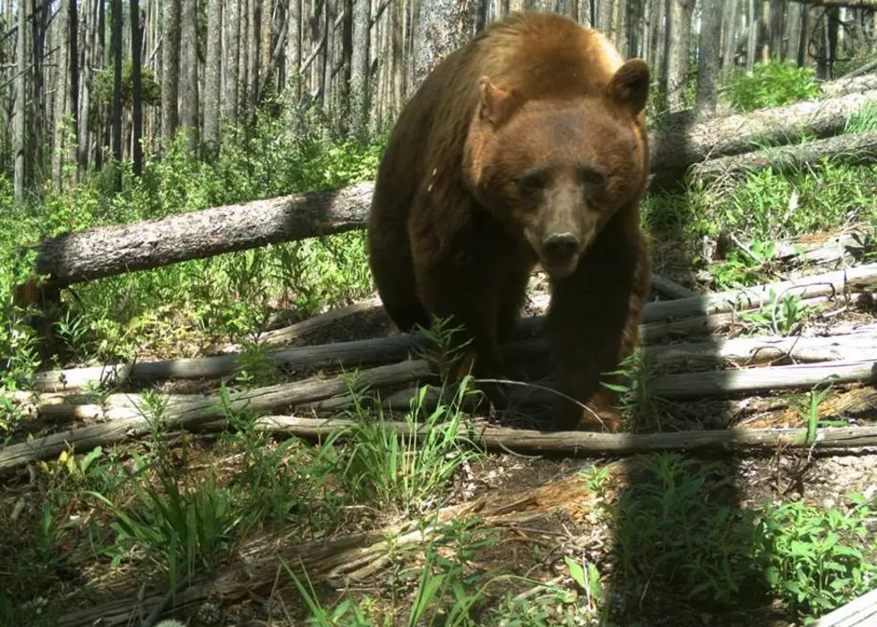 Hunter Injured by Black Bear in Colorado Over the Weekend