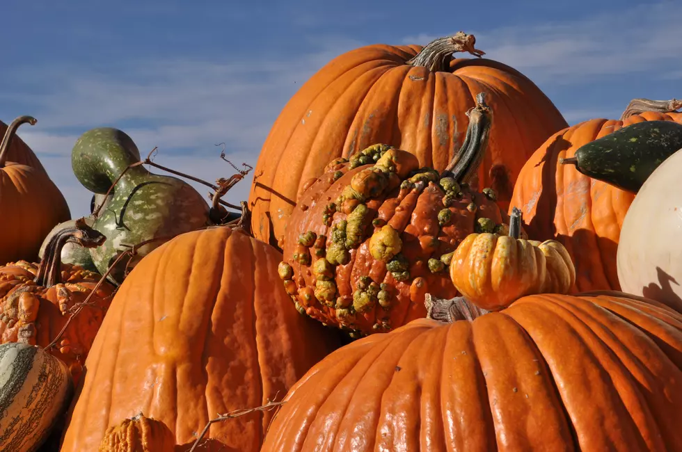 Composting Your Halloween Pumpkins, Holiday Food Scraps