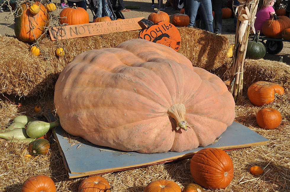 How to Move a 1,000 Pound Pumpkin [VIDEO]